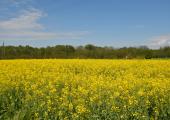 Campi di colza a Capriata d'Orba