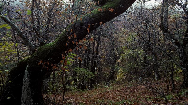 Il bosco di castagno in località Cascina Nespolo